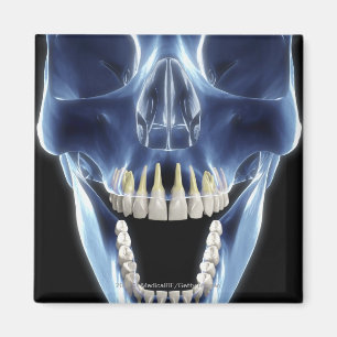 Imã Olhar do estilo do raio X nos dentes humanos