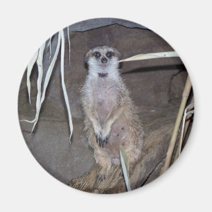 Imã Olhar fixamente de Meerkat