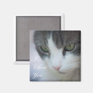 Imã Olhar fixamente Gato malhado-e-Branco do gato