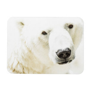 Ímã Olho de gelo de um urso polar