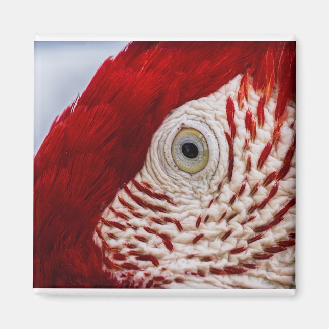 Imã Olho de papagaio (Frente)