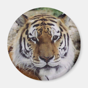 Imã Olho observador