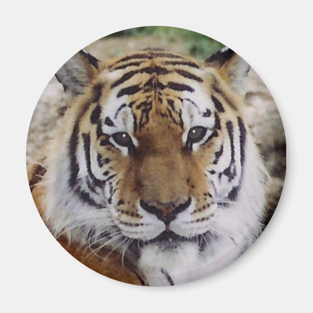 Imã Olho Vigiante (Frente)