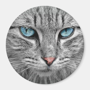 Imã Olhos azuis de gato