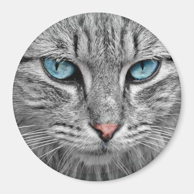 Imã Olhos azuis de gato (Frente)