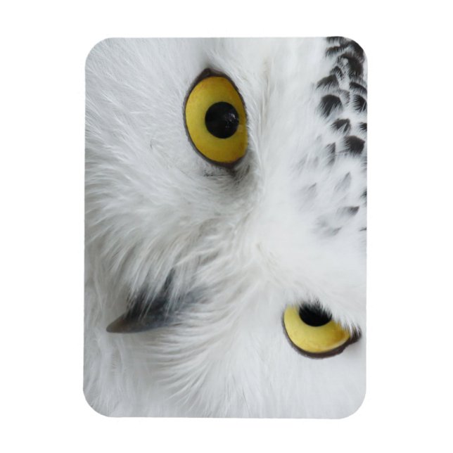 Ímã Olhos de Coruja da Neve (Vertical)