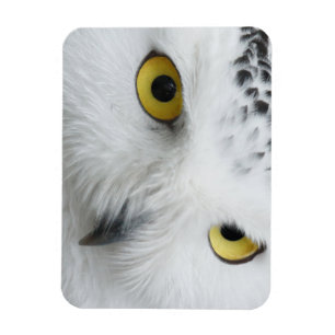 Ímã Olhos de Coruja de Neve