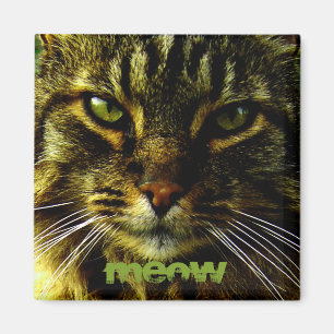 Imã Olhos de gato que Hypnotizing a foto