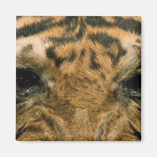 Imã Olhos de Tigre (Frente)
