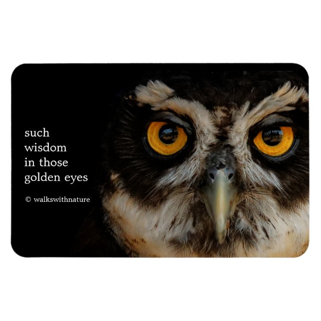 Ímã Olhos em Ouro Mesmerizantes de uma Coruja Espetaca (Horizontal)