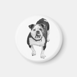 Imã Olhos Gentis, Ímã de Bulldog