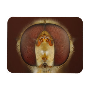 Ímã Olhos principais e compostos de uma mosca do pairo