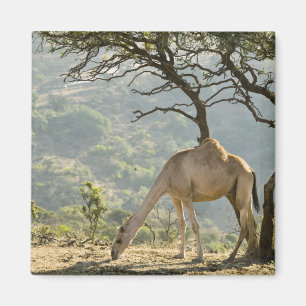 Imã Omã, Região Dhofar, Salalah. Camelo