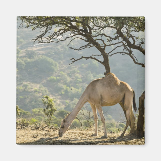 Imã Omã, Região Dhofar, Salalah. Camelo (Frente)