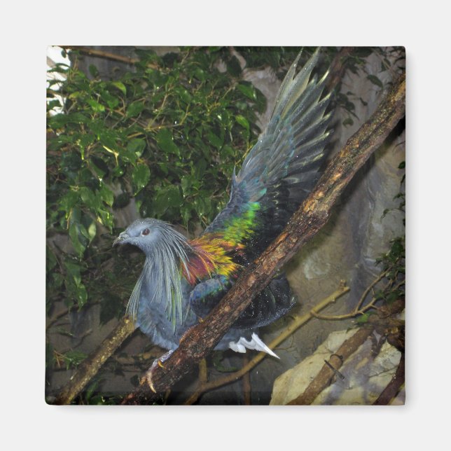 Imã Onda de Pombo-de-nicobar (Frente)