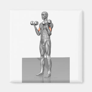 Imã Onda ereta 2 do bíceps