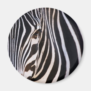 Imã Onde Está A Zebra?