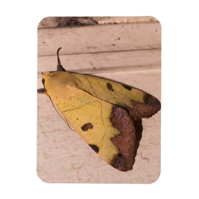 Ímã Ophiusa tirhaca, o tambor verde (Vertical)