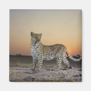 Imã Opinião completa do comprimento o leopardo (pardu