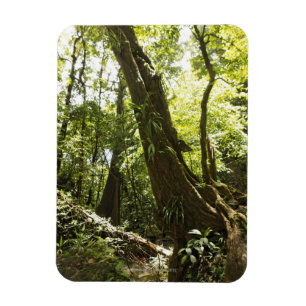 Ímã opinião da floresta húmida, Dominica