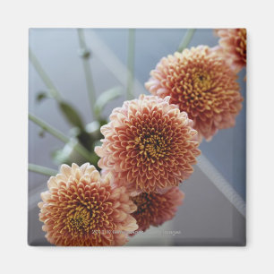 Imã Opinião de ângulo alto das flores em um vaso