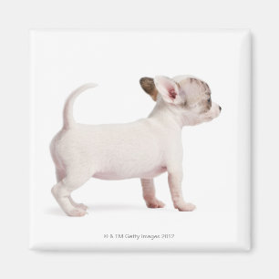 Imã Opinião lateral o filhote de cachorro da chihuahu