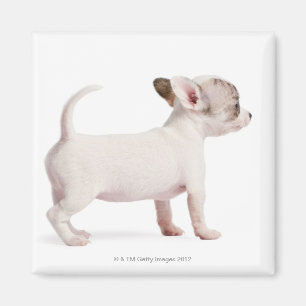 Imã Opinião lateral o filhote de cachorro da chihuahu