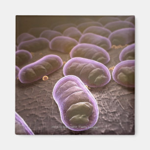 Imã Opinião microscópica as bactérias