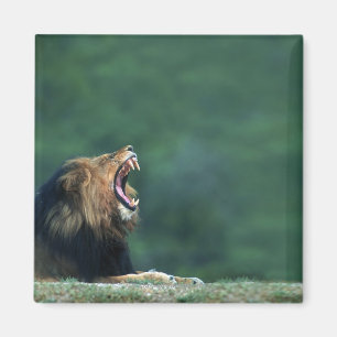 Imã Opinião um leão (Panthera leo) que abre sua boca