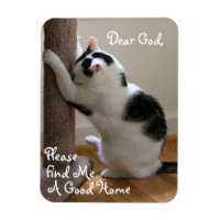 Oração de Gato Sem-Abrigo - Magnet
