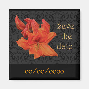 Imã Orange Azalea Blossoms