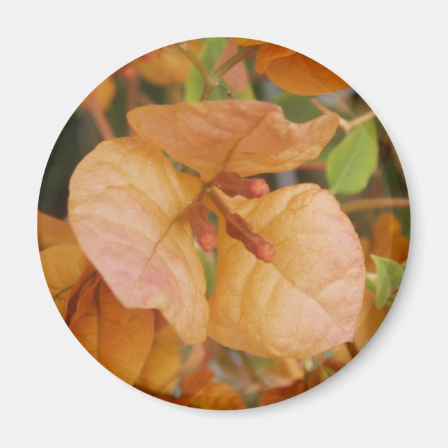 Imã Orange Bougainvillea Magnet (Frente)