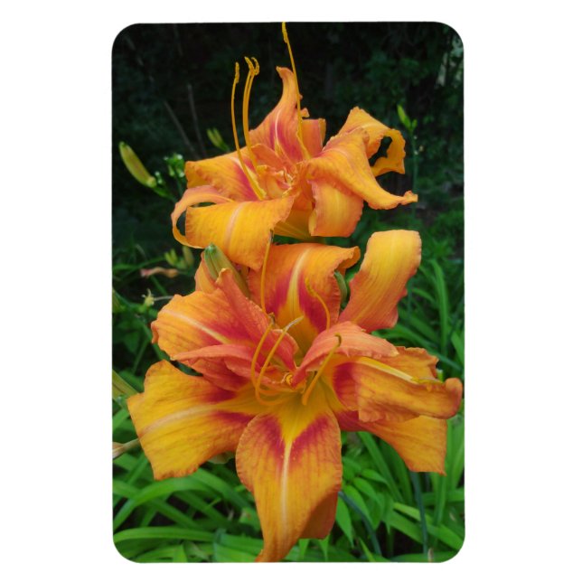Ímã Orange Daylily Blooms (Vertical)