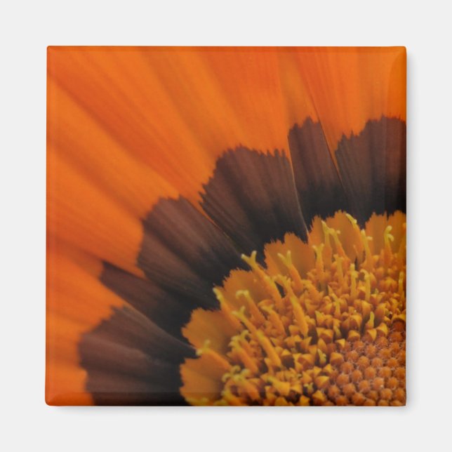 Imã Orange Gazania Magnet (Frente)
