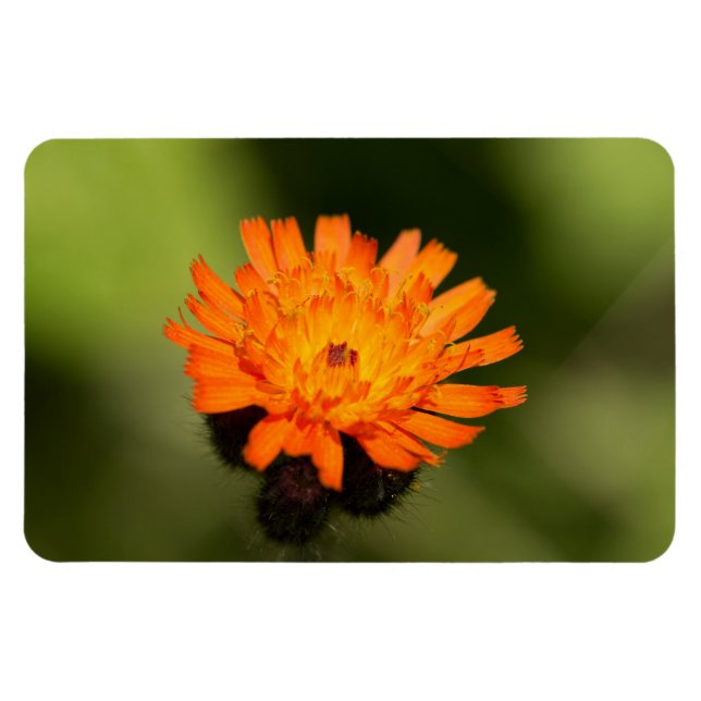 Ímã Orange Hawkweed (Horizontal)
