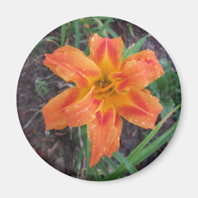 IMÃ ORANGE LILY FLOWERED MAGNET (Frente)