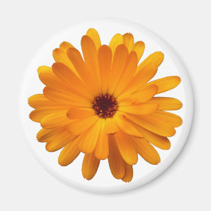 Imã Orange Marigold