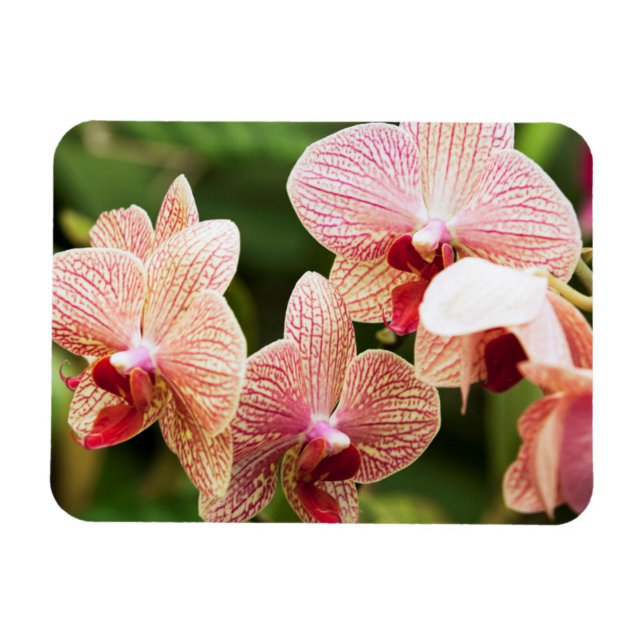 Ímã Orange Orchid Hybrid, África do Sul (Horizontal)