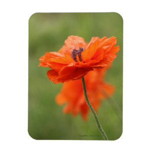 Ímã Orange Poppy