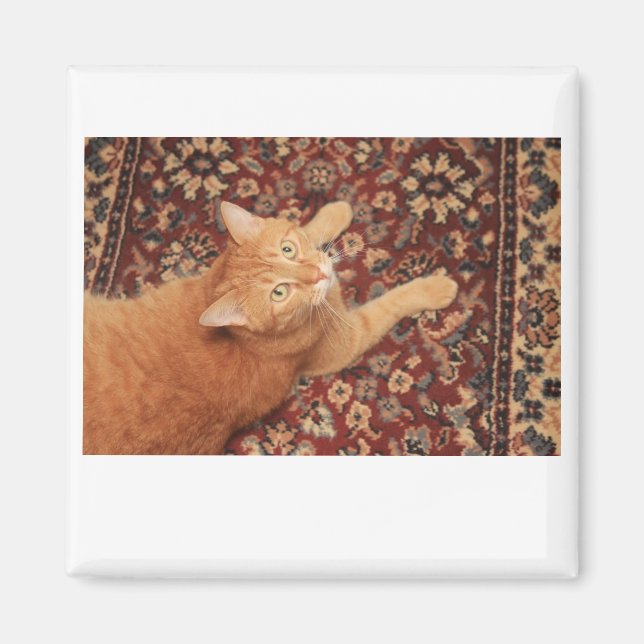 Imã Orange Tabby (Frente)