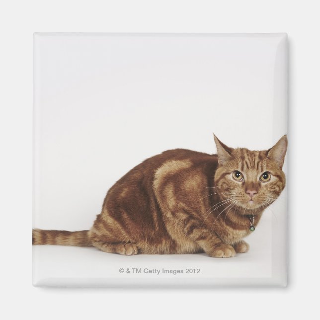 Imã Orange Tabby (Frente)