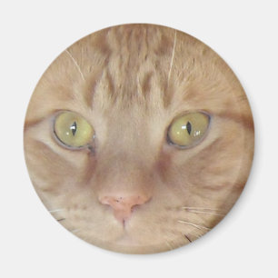 Imã Orange Tabby Cat