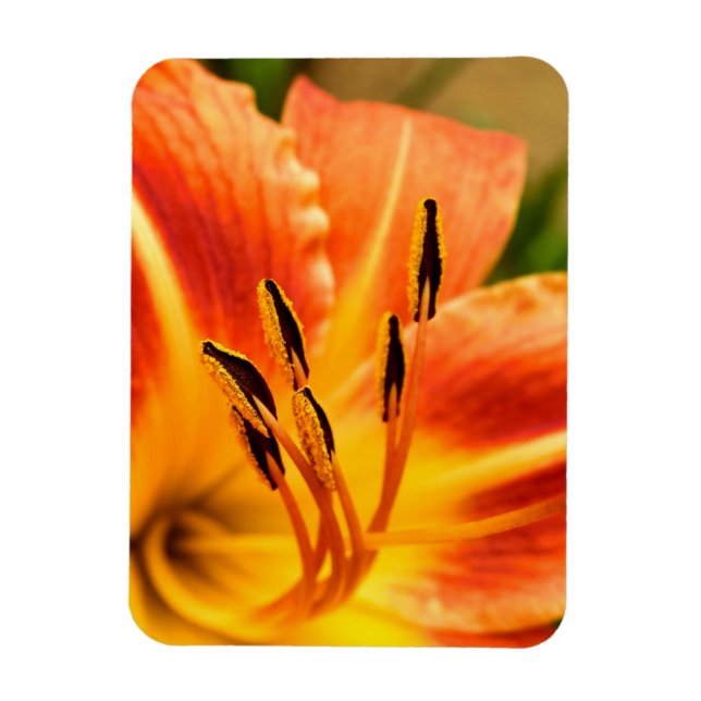 Ímã Orange Tiger Lily (Vertical)