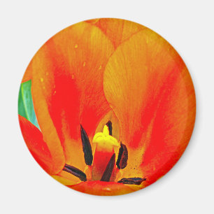 Imã Orange Tulip