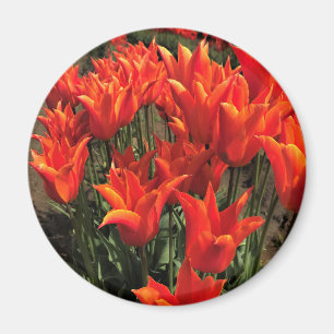 Imã Orange Tulips, Oregon