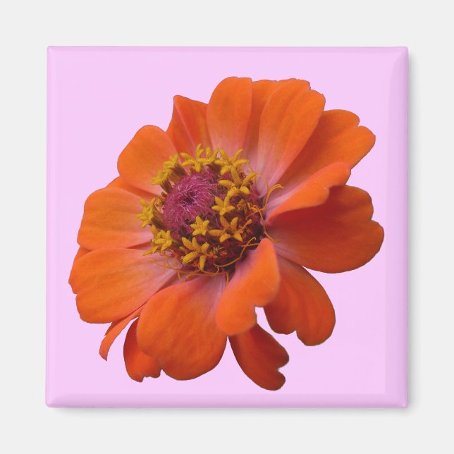 Imã Orange Zinnia Wildflower Nature Floral (Frente)