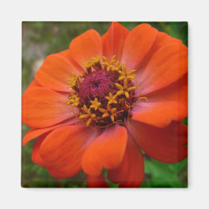 Imã Orange Zinnia Wildflower Nature Floral