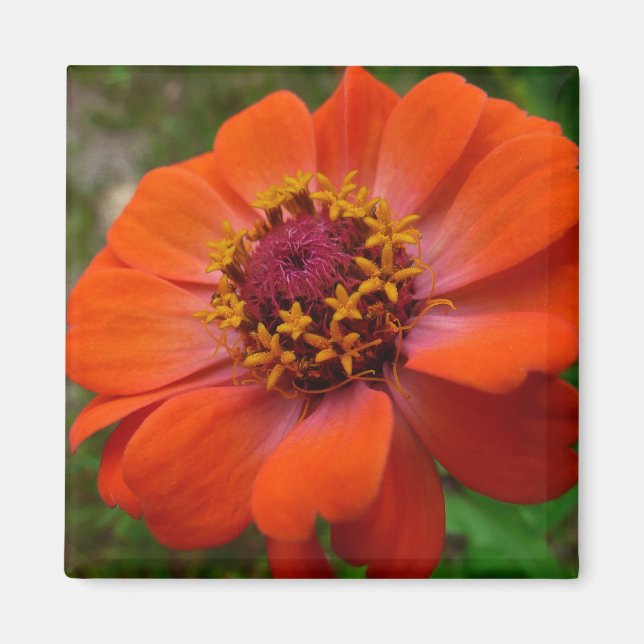 Imã Orange Zinnia Wildflower Nature Floral (Frente)