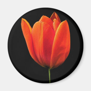Imã OrangeTulip