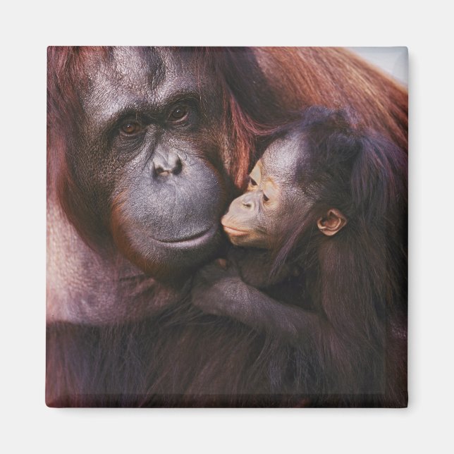 Imã Orangotango de Sumatra fêmea com bebê, Pongo (Frente)